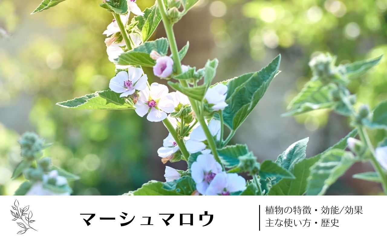 マーシュマロウ(アルテア)｜植物の特徴・効能/効果・主な使い方・歴史 学名の由来や味・香りについて