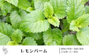 レモンバーム(メリッサ)｜植物の特徴・効能/効果・主な使い方・歴史　学名の由来や味・香りについて