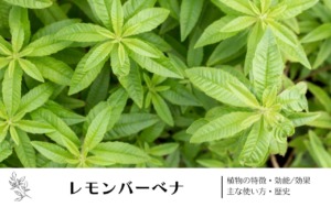 レモンバーベナ｜植物の特徴・効能/効果・主な使い方・歴史　学名の由来や味・香りについて