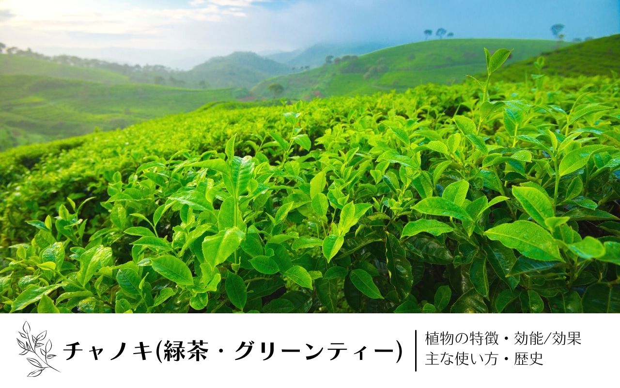 チャノキ(緑茶・グリーンティー)｜植物の特徴・効能/効果・主な使い方・歴史　学名の由来や味・香りについても解説