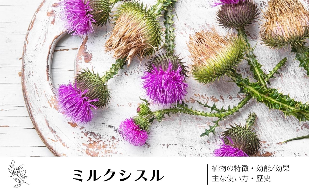 ミルクシスル 効果
