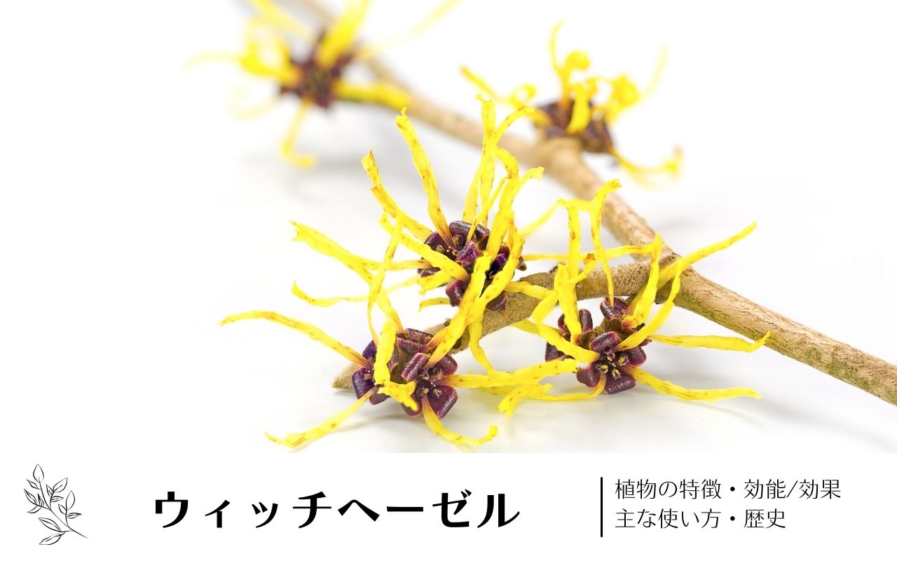 乾癬を理解する