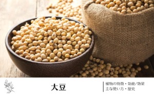 大豆(ダイズ)｜植物の特徴・効能/効果・主な使い方・歴史　学名の由来や味・香りについて
