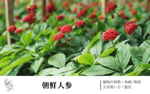 朝鮮人参｜植物の特徴・効能/効果・主な使い方・歴史　学名の由来や味・香りについて