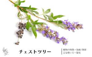 チェストベリー(チェストツリー)｜植物の特徴・効能/効果・主な使い方・歴史　学名の由来や味・香りについて