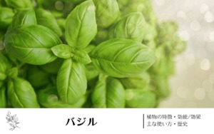バジル｜植物の特徴・効能/効果・主な使い方・歴史　学名の由来や味・香りについて