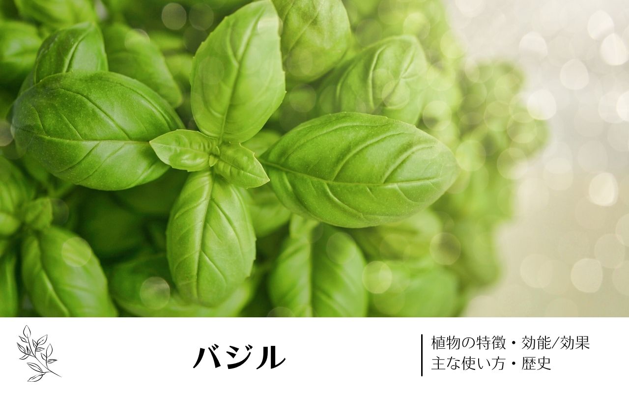 バジル｜植物の特徴・効能/効果・主な使い方・歴史　学名の由来や味・香りについて