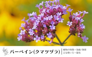 バーベイン(クマツヅラ)｜植物の特徴・効能/効果・主な使い方・歴史　学名の由来や味・香りについて