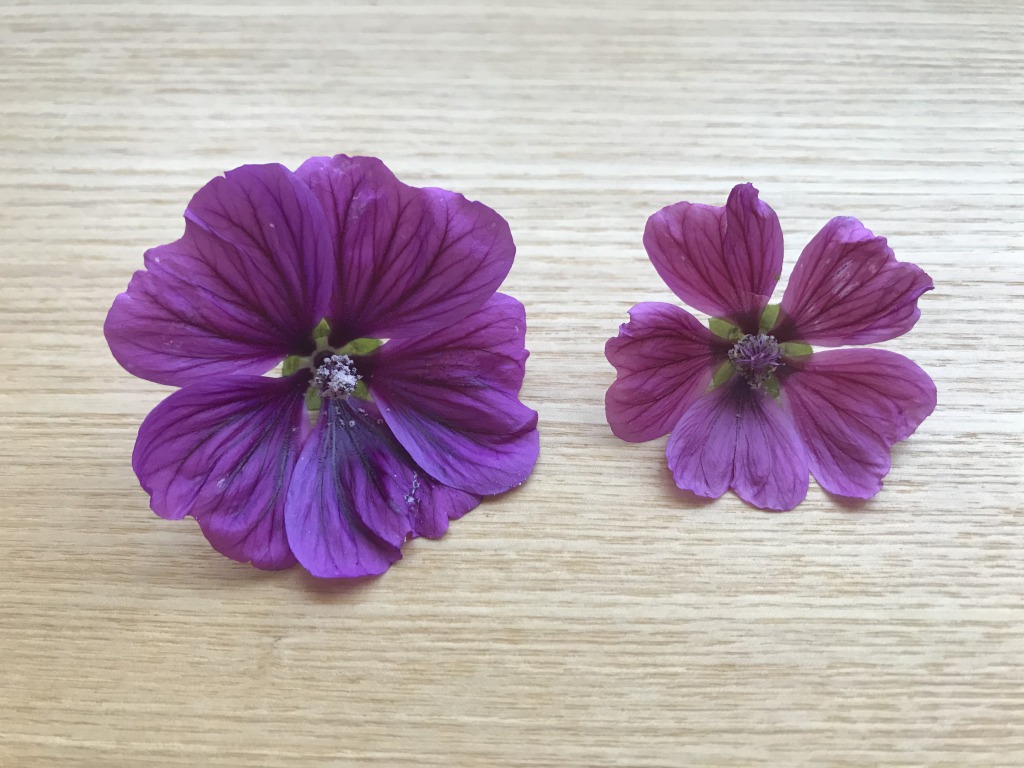 【園芸記録】ウスベニアオイの花