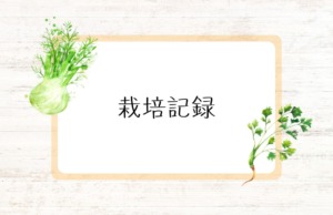 【栽培記録】コリアンダー(パクチー)の花は白くてかわいい