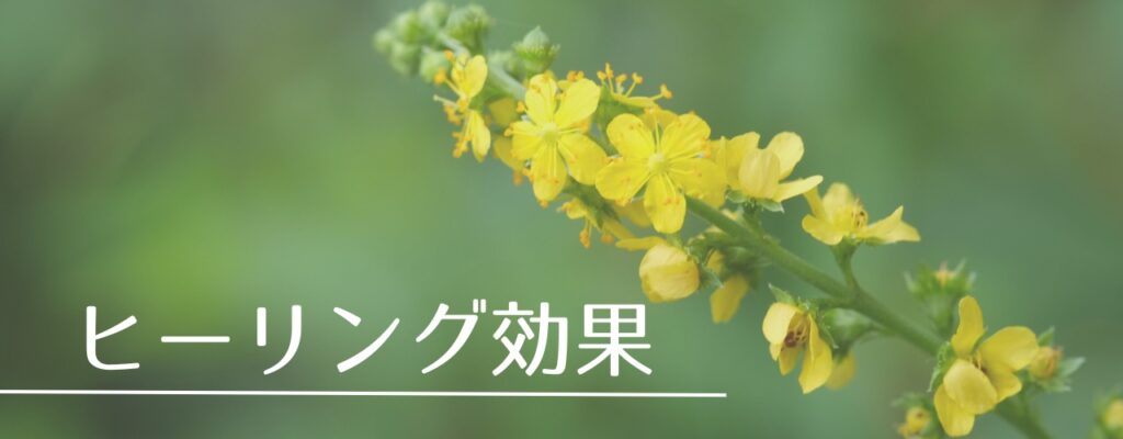【バッチフラワーレメディ】アグリモニーがおすすめな人・性格は?