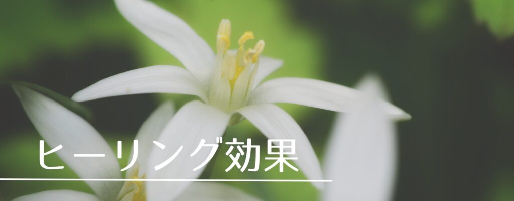 【バッチフラワーレメディ】スターオブベツレヘムがおすすめな人・性格は?