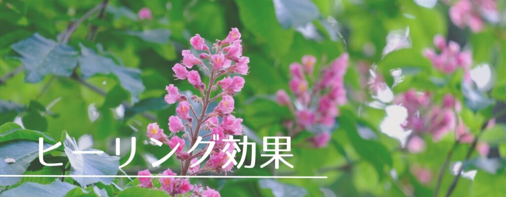 【バッチフラワーレメディ】レッドチェストナットがおすすめな人・性格は？