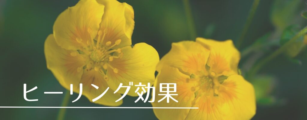 【バッチフラワーレメディ】ロックローズがおすすめな人・性格は?