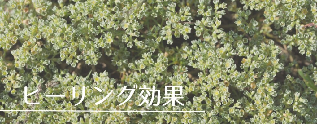 【バッチフラワーレメディ】スクレランサスがおすすめな人・性格は？