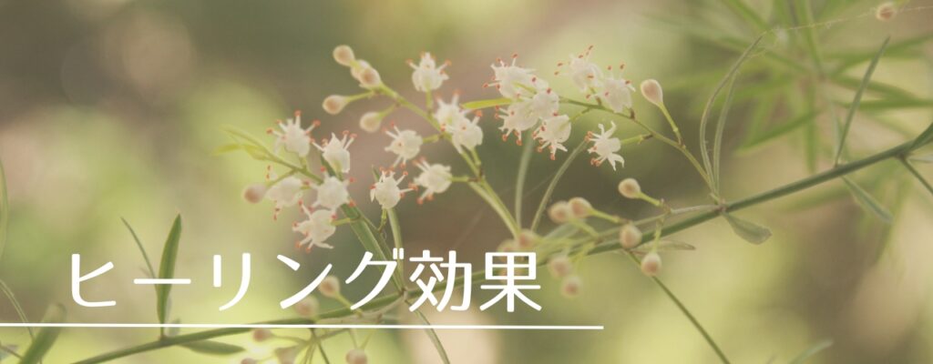 【バッチフラワーレメディ】オリーブがおすすめな人・性格は?