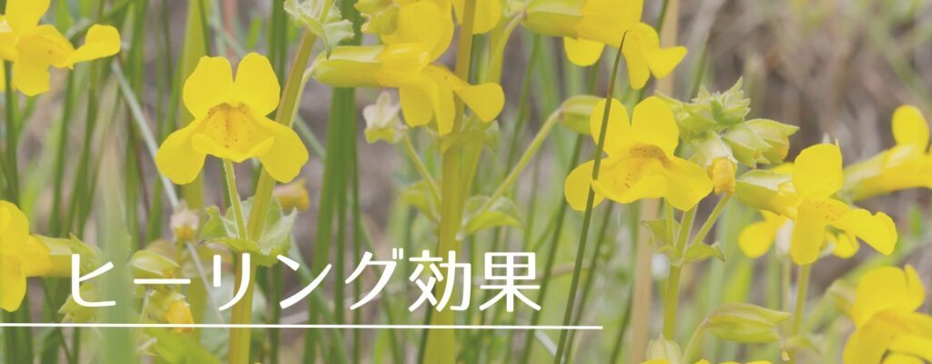 【バッチフラワーレメディ】ミムラスがおすすめな人・性格は?