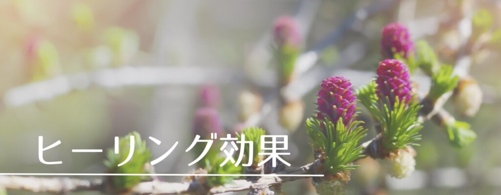 【バッチフラワーレメディ】ラーチがおすすめな人・性格は?