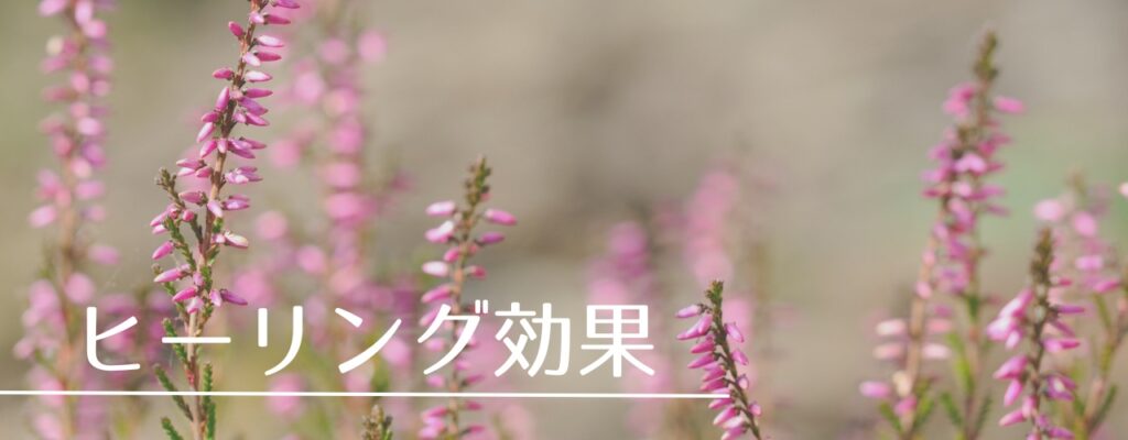 【バッチフラワーレメディ】ヘザーがおすすめな人・性格は?