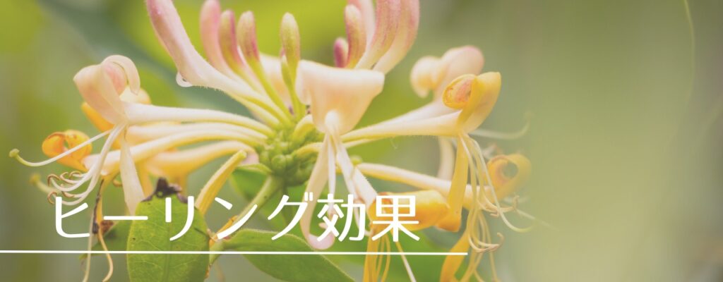 【バッチフラワーレメディ】ハニーサックルがおすすめな人・性格は?