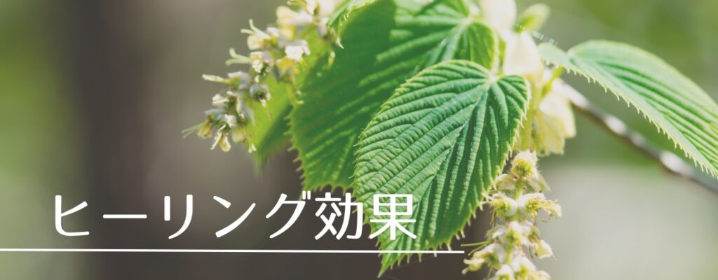 【バッチフラワーレメディ】ホーンビームがおすすめな人・性格は？