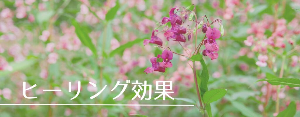 【バッチフラワーレメディ】インパチェンスがおすすめな人・性格は?