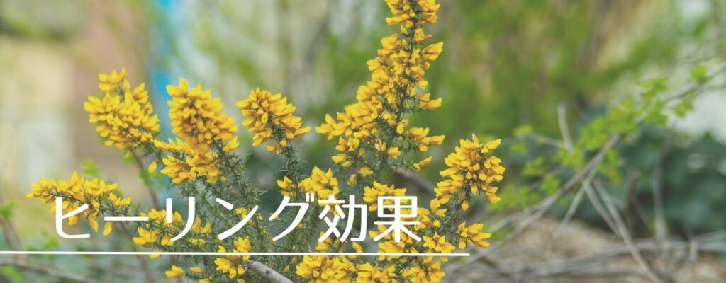 【バッチフラワーレメディ】ゴースがおすすめな人・性格は?