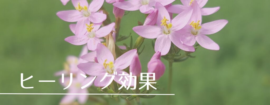 【バッチフラワーレメディ】セントーリーがおすすめな人・性格は?