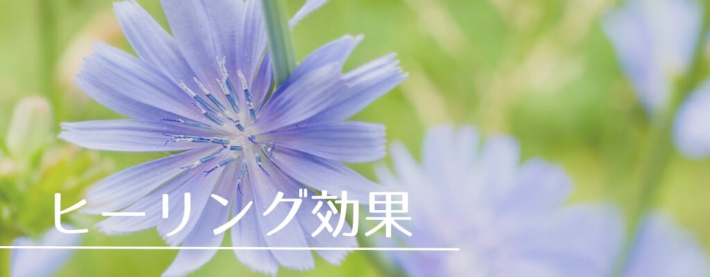 【バッチフラワーレメディ】チコリがおすすめな人・性格は?