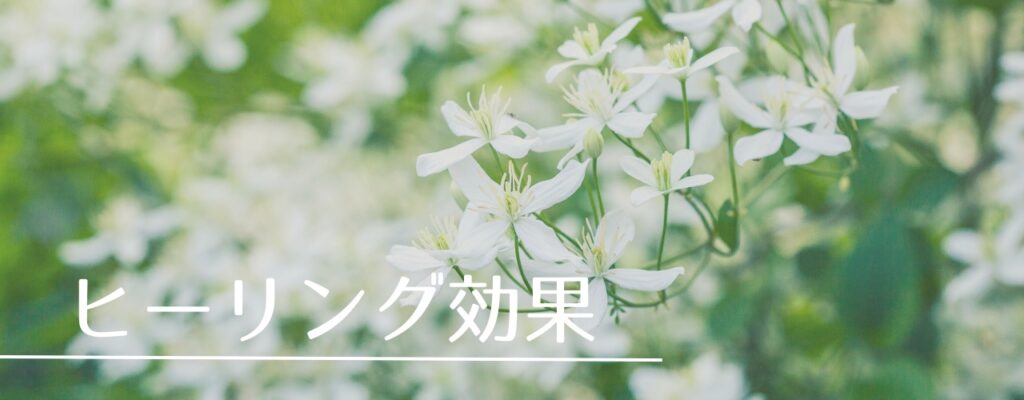 【バッチフラワーレメディ】クレマチスがおすすめな人・性格は?