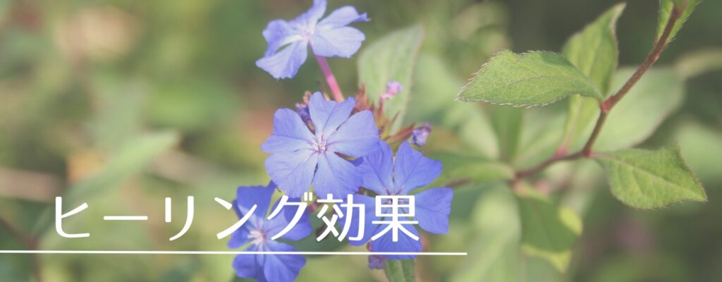 【バッチフラワーレメディ】セラトーがおすすめな人・性格は?