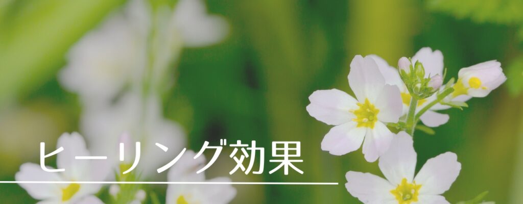 【バッチフラワーレメディ】ウォーターバイオレットがおすすめな人・性格は?