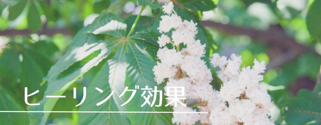 【バッチフラワーレメディ】ホワイトチェストナットがおすすめな人・性格は？