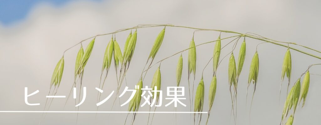 【バッチフラワーレメディ】ワイルドオートがおすすめな人・性格は?