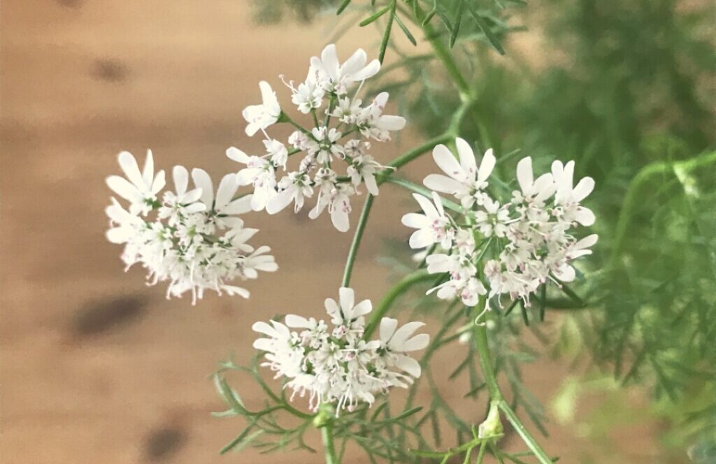 【栽培記録】コリアンダー(パクチー)の花は白くてかわいい