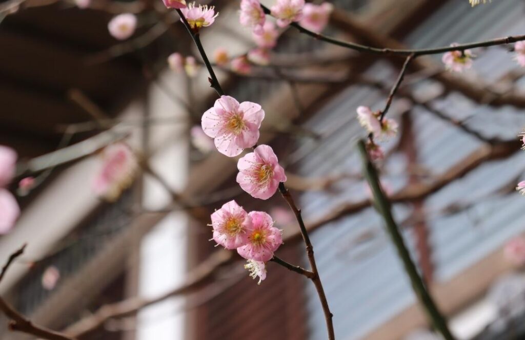 【二十四節気】立春の基本｜時期・季節の特徴について