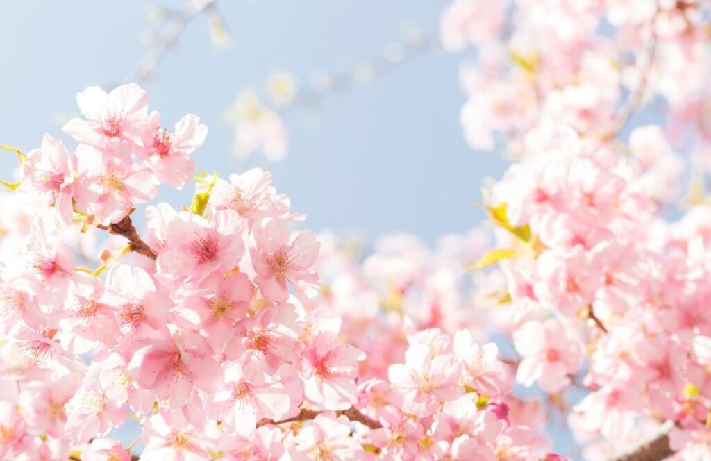 【二十四節気】春分の基本｜時期・季節の特徴について